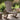 Rocking Adirondack Chair Solid Wood Fir