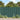 Garden Privacy Screens 10 pcs Green 252.5x19 cm PVC