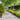 Lawn Edgings 10 pcs Black 10x103 cm Cold-rolled Steel