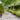 Lawn Edgings 10 pcs Anthracite 10x103 cm Cold-rolled Steel