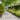 Lawn Edgings 10 pcs Olive Green 10x103 cm Cold-rolled Steel