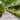 Lawn Edgings 10 pcs Olive Green 15x103 cm Cold-rolled Steel