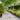 Lawn Edgings 50 pcs Black 15x103 cm Cold-rolled Steel