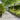 Lawn Edgings 10 pcs Olive Green 20x103 cm Cold-rolled Steel