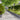 Lawn Edgings 10 pcs Anthracite 25x103 cm Cold-rolled Steel