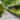 Lawn Edgings 10 pcs Olive Green 25x103 cm Cold-rolled Steel