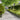 Lawn Edgings 20 pcs Olive Green 25x103 cm Cold-rolled Steel