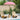 Balinese Parasol Pink (180-190) x 260 cm Cotton and solid wood